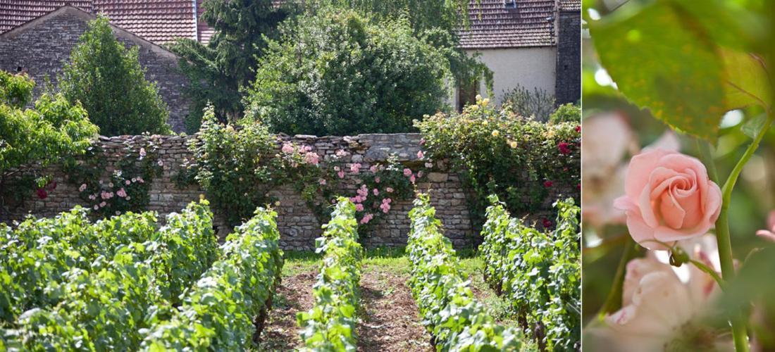 Domaine Violot-Guillemard Bed & Breakfast Pommard Exterior photo